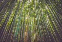 Hutan Bambu Raksasa Taiwan: Keindahan Alam yang Menakjubkan