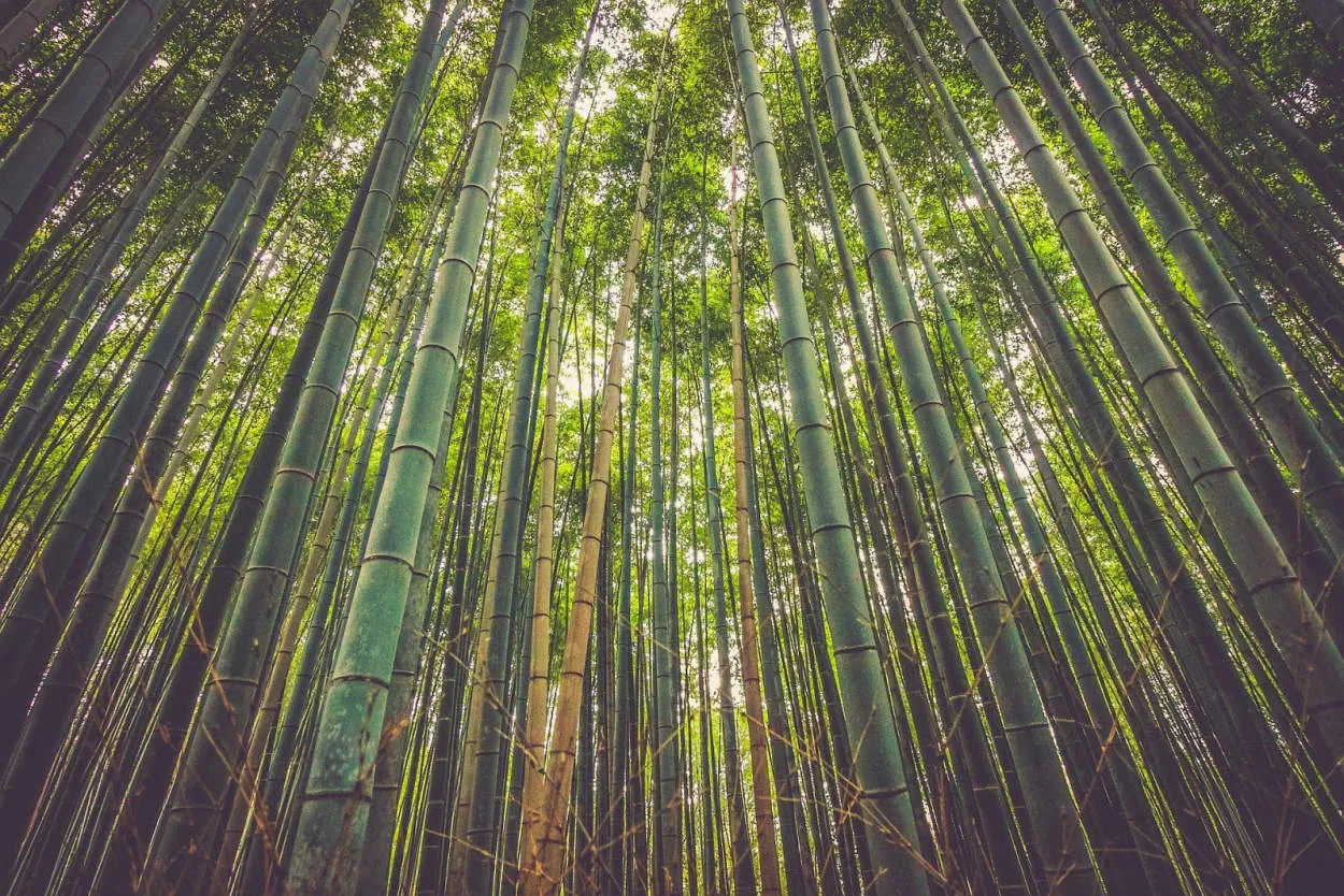 Hutan Bambu Raksasa Taiwan: Keindahan Alam yang Menakjubkan