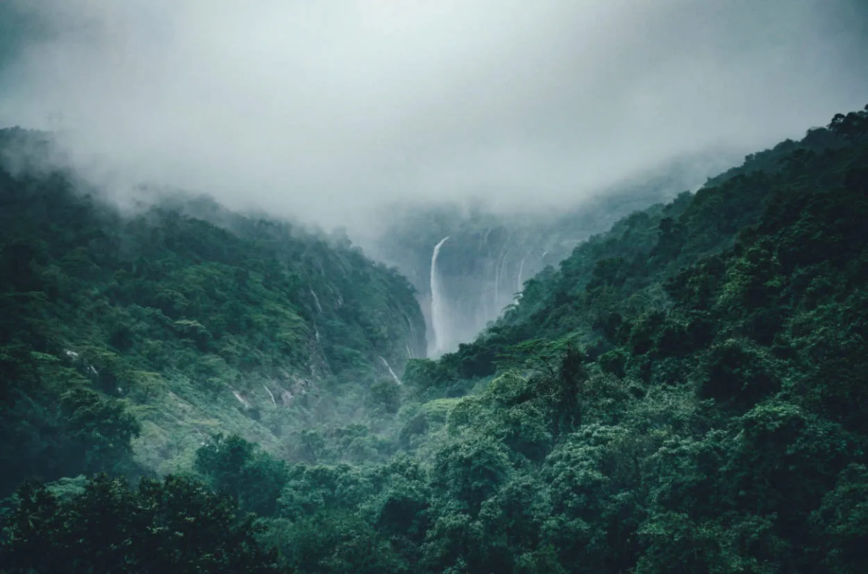 Hutan Hujan Taiwan: Keindahan Tropis di Timur Jauh