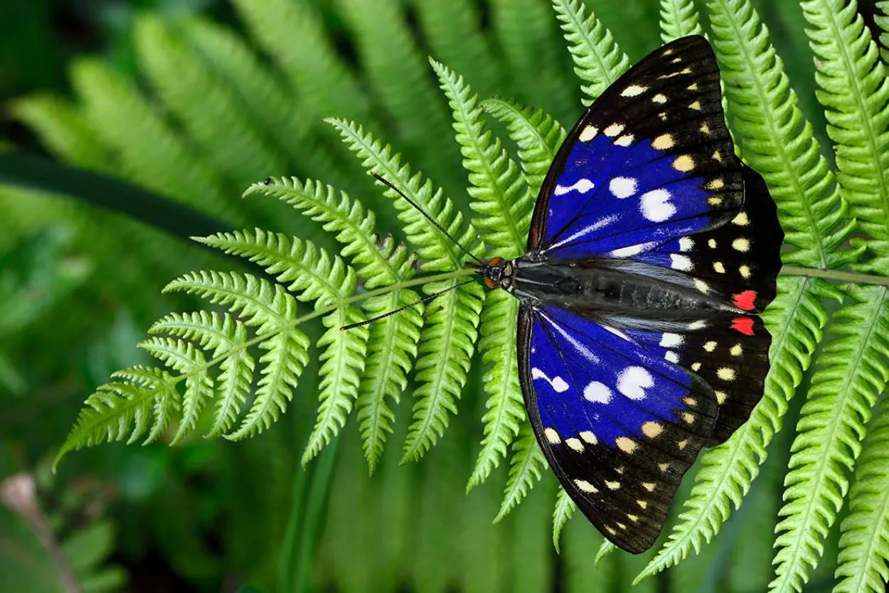 Misteri The Purple Butterfly di Taiwan